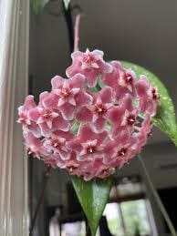 Hoya Pubicalyx Splash Indoor Plant With Free Hanger Silver Speckled Leaves 20 Percent Off