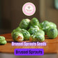 250+ Brussels Sprouts Seeds | Brassica oleracea | Non-GMO Cold Weather Vegetable for Fall Harvest | Easy to Grow in Gardens