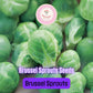 250+ Brussels Sprouts Seeds | Brassica oleracea | Non-GMO Cold Weather Vegetable for Fall Harvest | Easy to Grow in Gardens