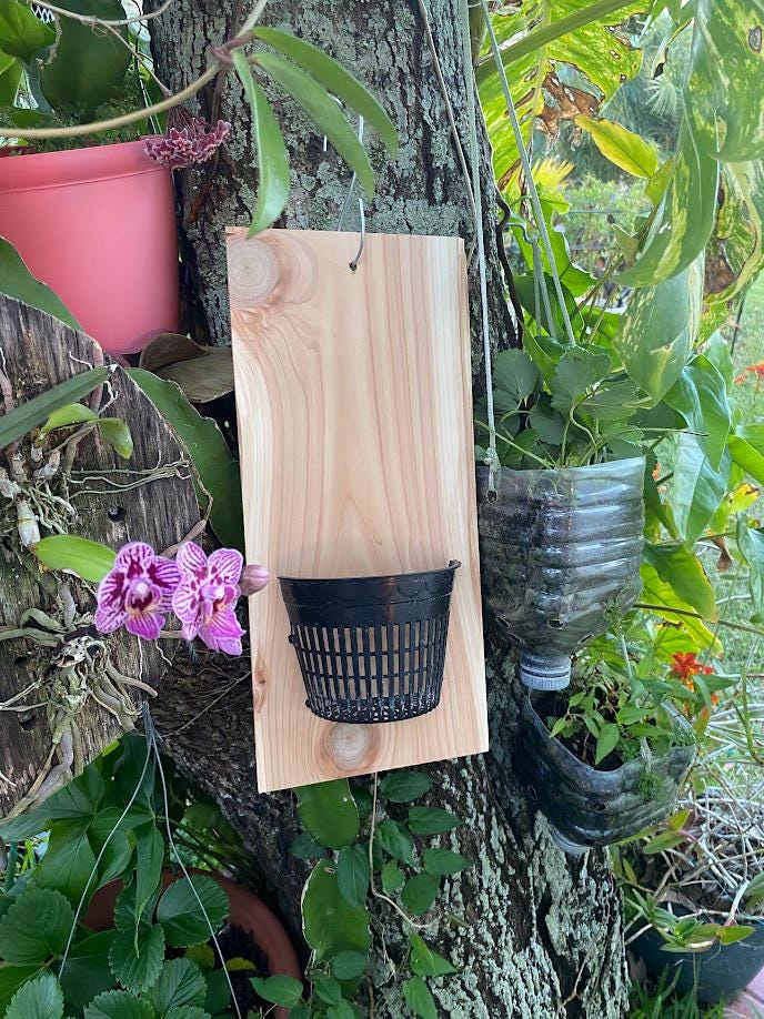 Handmade indoor/outdoor Orchid mount kit on a cedar shingle with a 5-inch mesh pot. BEST SELLER!