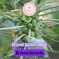 250+ Brussels Sprouts Seeds | Brassica oleracea | Non-GMO Cold Weather Vegetable for Fall Harvest | Easy to Grow in Gardens