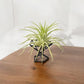 Mini Plant Stands – Small  Metal Plant Holders for Indoor Planters – Boho, Rustic, Mid-Century Display Stands for Air Plants