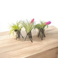 Geometric Air Plant Stand – Modern Metal Plant Holder with Live Tillandsia – Minimalist Desk or Shelf Decor