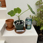 Buddha Belly Starter Plant - Butterfly Attracting - Summer lover