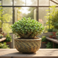 Peety Pots by Pablo