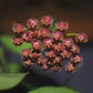 Hoya Rosita Adrift Easy Care Vining Plant I Ready to Display Luxurious Trailing Foliage