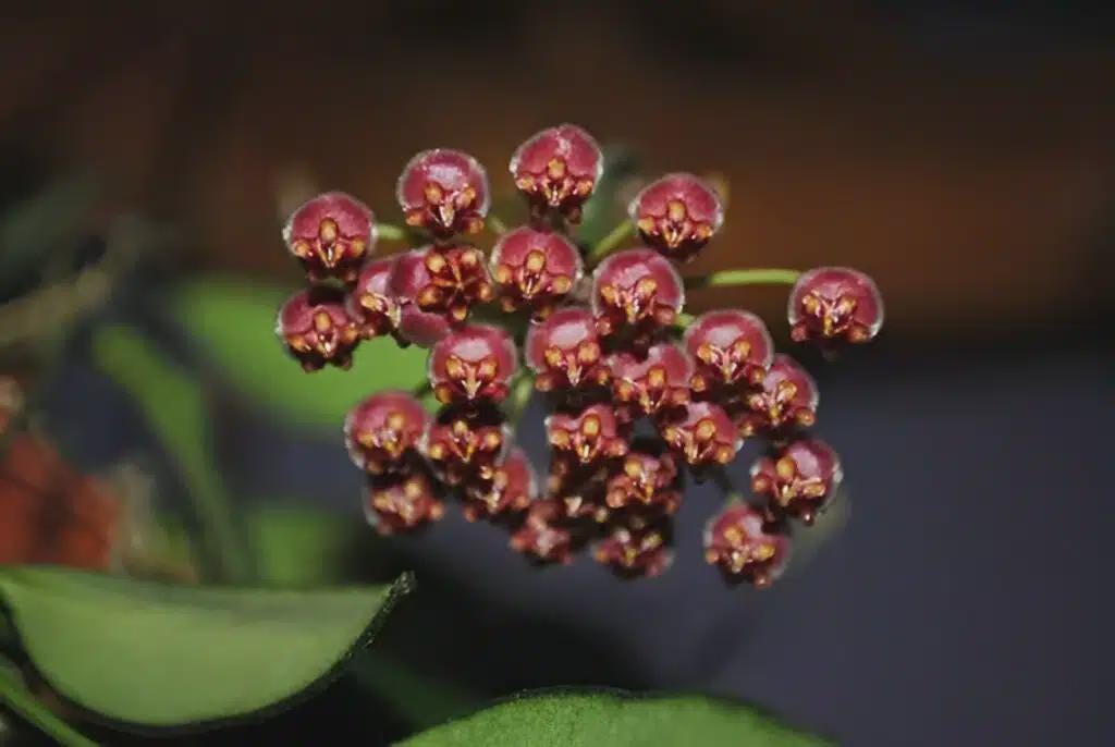 Hoya Rosita Adrift Easy Care Vining Plant I Ready to Display Luxurious Trailing Foliage