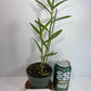 Orange Epidendrum Orchid I Full Sun Perennial I Easy to grow plants and can bloom several times in a year.