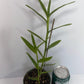 Orange Epidendrum Orchid I Full Sun Perennial I Easy to grow plants and can bloom several times in a year.