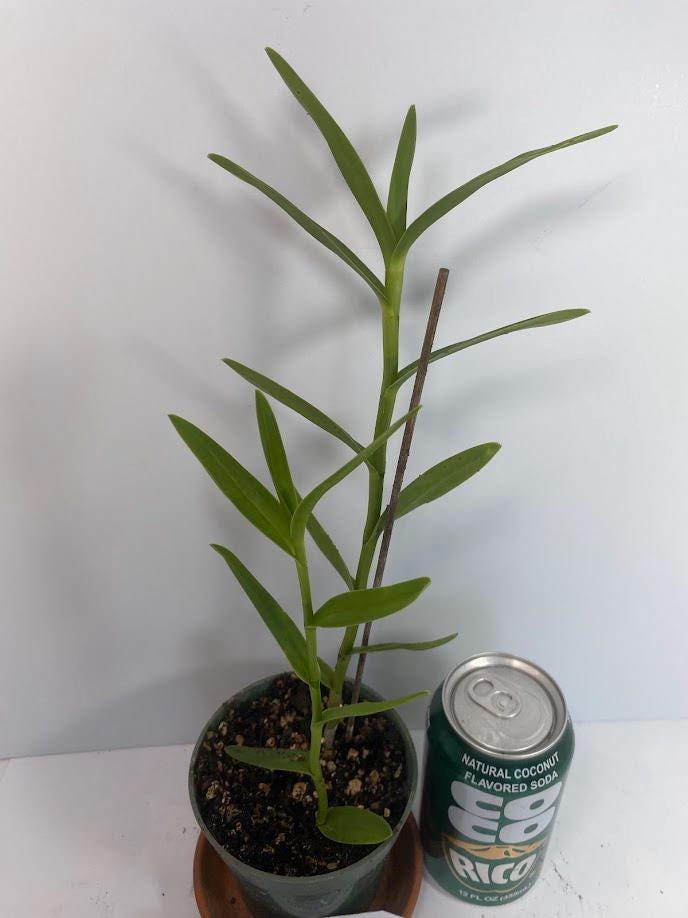 Orange Epidendrum Orchid I Full Sun Perennial I Easy to grow plants and can bloom several times in a year.