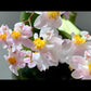 Compact Oncidium Twinkle Orchid Fragrance Fantasy I not in bloom | 20% OFF
