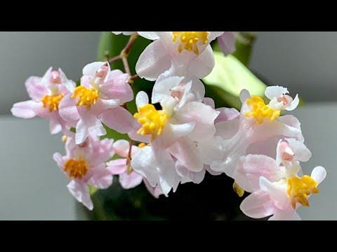 Compact Oncidium Twinkle Orchid Fragrance Fantasy I not in bloom | 20% OFF