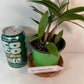 Dendrobium Kingianum Pink Rock Orchid potted I Fragrant Live Potted Orchid I not in bloom