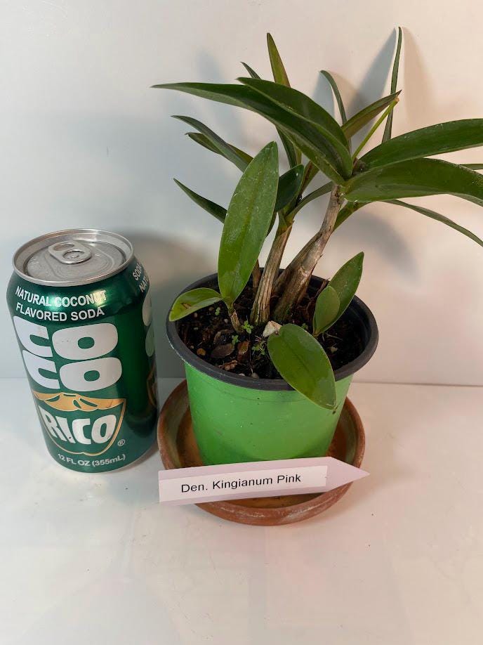 Dendrobium Kingianum Pink Rock Orchid potted I Fragrant Live Potted Orchid I not in bloom