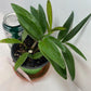 Dendrobium Kingianum Pink Rock Orchid potted I Fragrant Live Potted Orchid I not in bloom