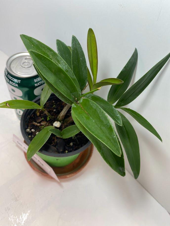 Dendrobium Kingianum Pink Rock Orchid potted I Fragrant Live Potted Orchid I not in bloom