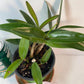Dendrobium Kingianum Pink Rock Orchid potted I Fragrant Live Potted Orchid I not in bloom
