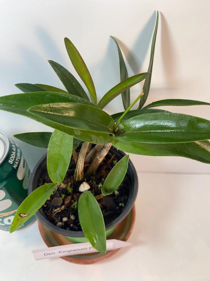 Dendrobium Kingianum Pink Rock Orchid potted I Fragrant Live Potted Orchid I not in bloom