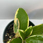 Hoya Acuta Albomarginata | Fragrant Vining Plant, Creamy Yellow Edges