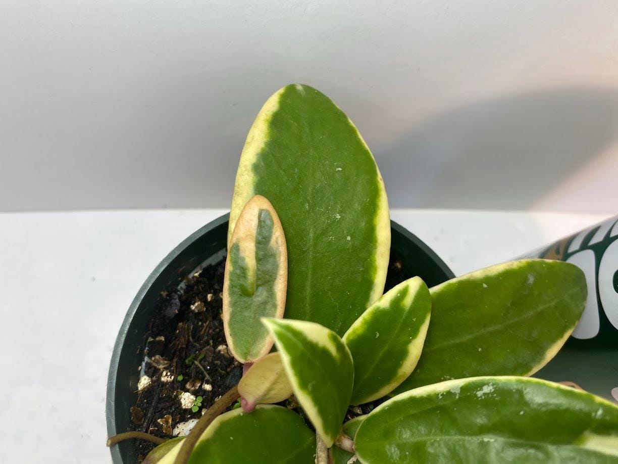 Hoya Acuta Albomarginata | Fragrant Vining Plant, Creamy Yellow Edges