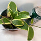 Hoya Acuta Albomarginata | Fragrant Vining Plant, Creamy Yellow Edges