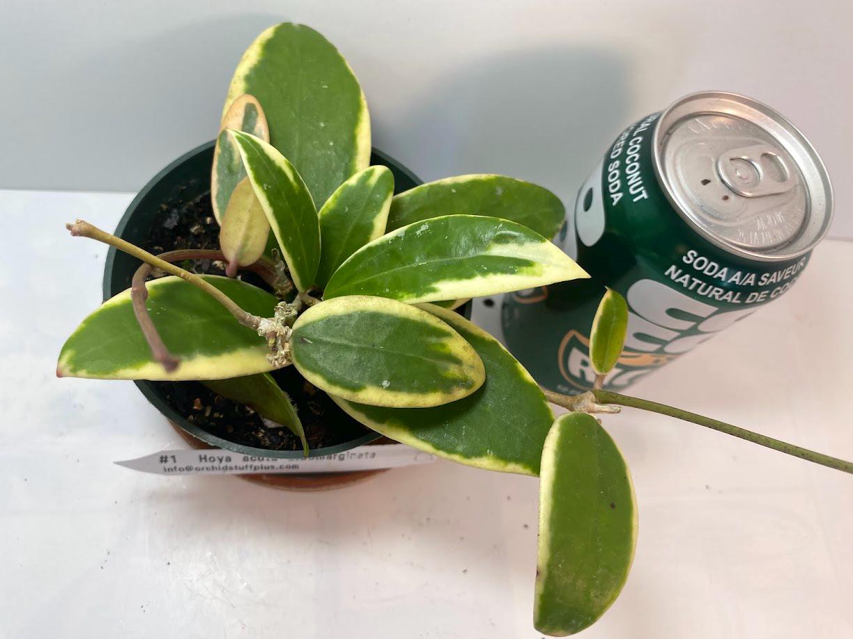 Hoya Acuta Albomarginata | Fragrant Vining Plant, Creamy Yellow Edges