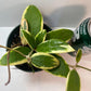 Hoya Acuta Albomarginata | Fragrant Vining Plant, Creamy Yellow Edges