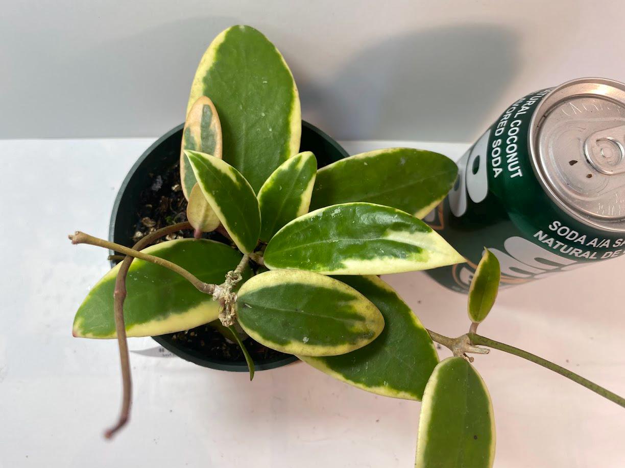 Hoya Acuta Albomarginata | Fragrant Vining Plant, Creamy Yellow Edges