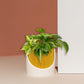 4 Inch Self Watering Planter, Large Indoor Outdoor Plant Pot with Drainage, Terracotta, Green, Beige, Modern Ribbed Design
