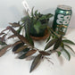 Hoya Rosita Adrift Easy Care Vining Plant I Ready to Display Luxurious Trailing Foliage