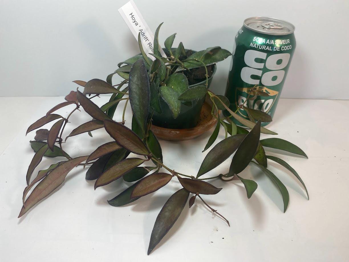 Hoya Rosita Adrift Easy Care Vining Plant I Ready to Display Luxurious Trailing Foliage