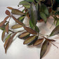 Hoya Rosita Adrift Easy Care Vining Plant I Ready to Display Luxurious Trailing Foliage