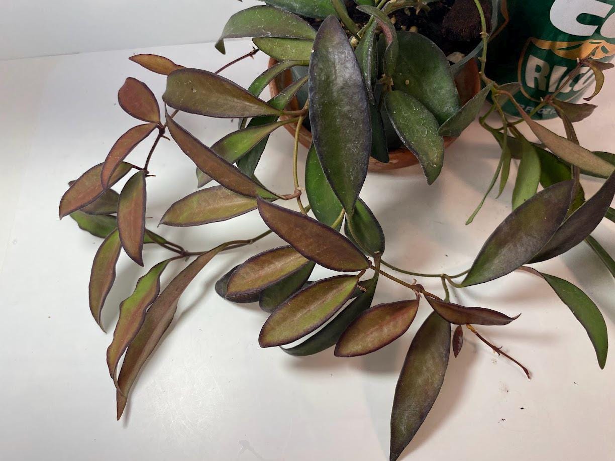 Hoya Rosita Adrift Easy Care Vining Plant I Ready to Display Luxurious Trailing Foliage