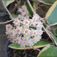 Hoya Acuta Albomarginata | Fragrant Vining Plant, Creamy Yellow Edges