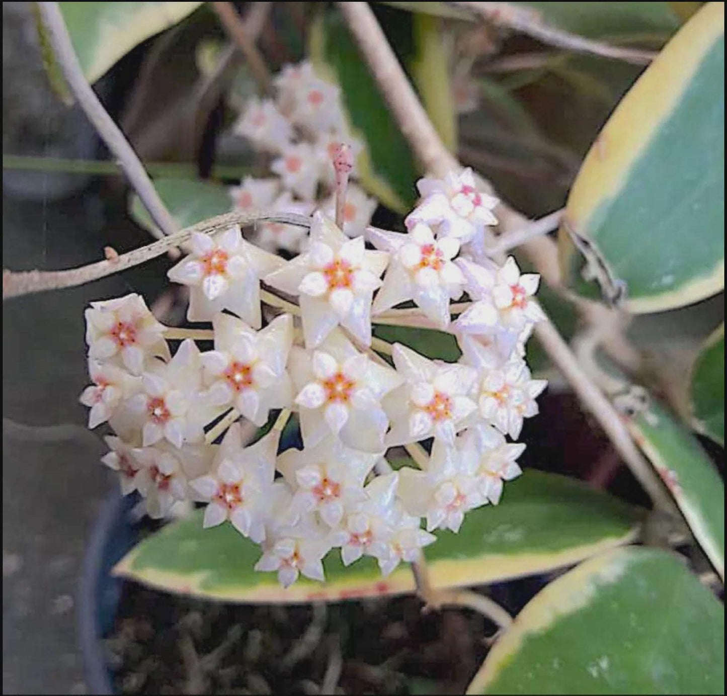 Hoya Acuta Albomarginata | Fragrant Vining Plant, Creamy Yellow Edges