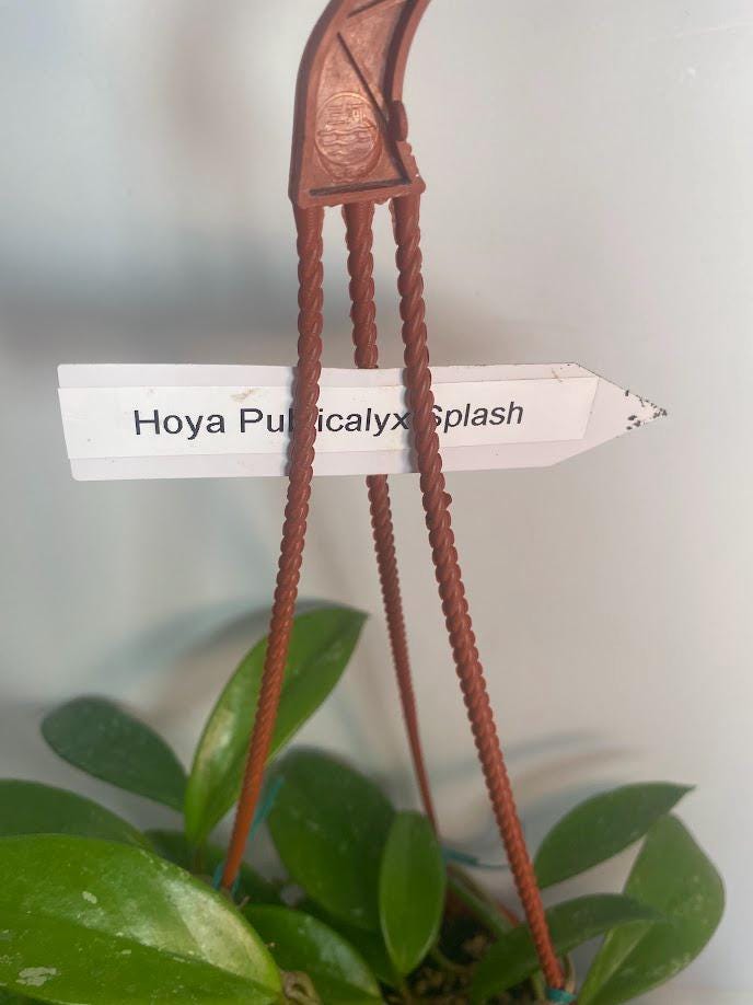 Hoya Pubicalyx Splash Indoor Plant With Free Hanger Silver Speckled Leaves 20 Percent Off