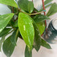 Hoya Pubicalyx Splash Indoor Plant With Free Hanger Silver Speckled Leaves 20 Percent Off