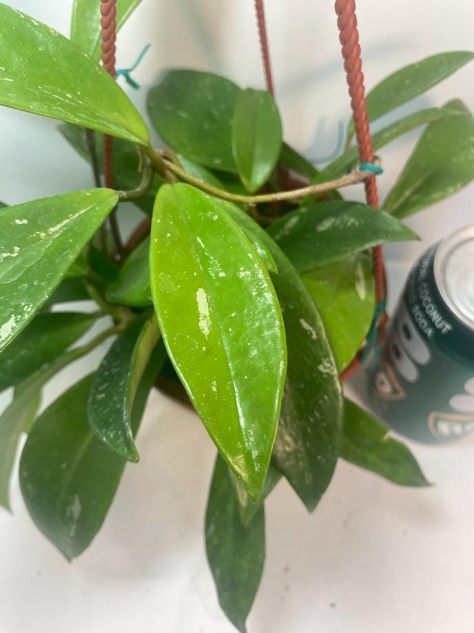 Hoya Pubicalyx Splash Indoor Plant With Free Hanger Silver Speckled Leaves 20 Percent Off