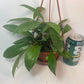 Hoya Pubicalyx Splash Indoor Plant With Free Hanger Silver Speckled Leaves 20 Percent Off