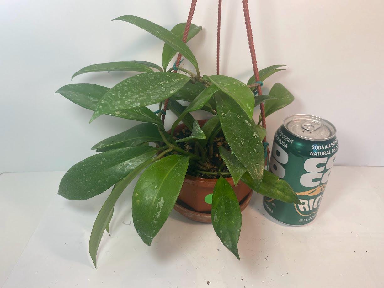 Hoya Pubicalyx Splash Indoor Plant With Free Hanger Silver Speckled Leaves 20 Percent Off