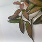 Hoya Rosita Adrift Easy Care Vining Plant I Ready to Display Luxurious Trailing Foliage