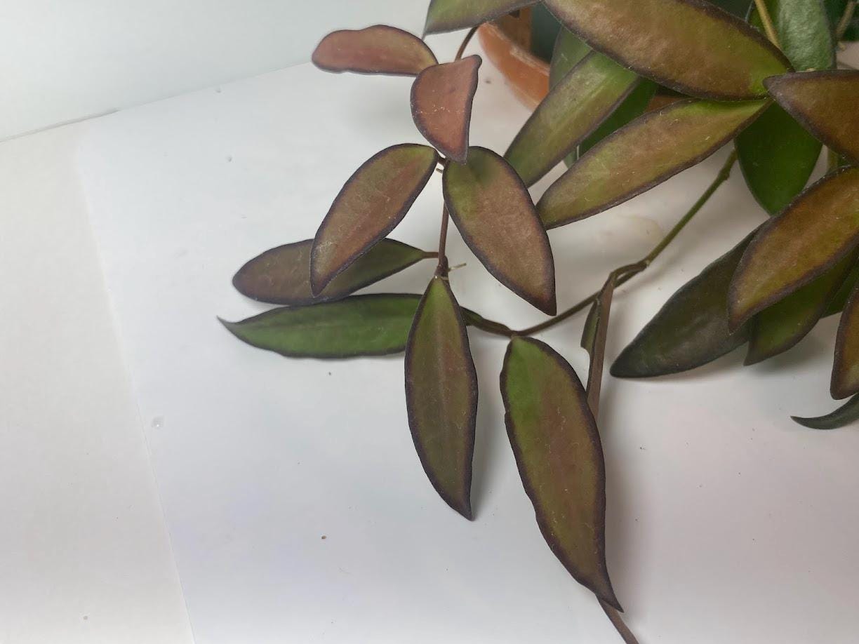 Hoya Rosita Adrift Easy Care Vining Plant I Ready to Display Luxurious Trailing Foliage