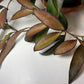Hoya Rosita Adrift Easy Care Vining Plant I Ready to Display Luxurious Trailing Foliage