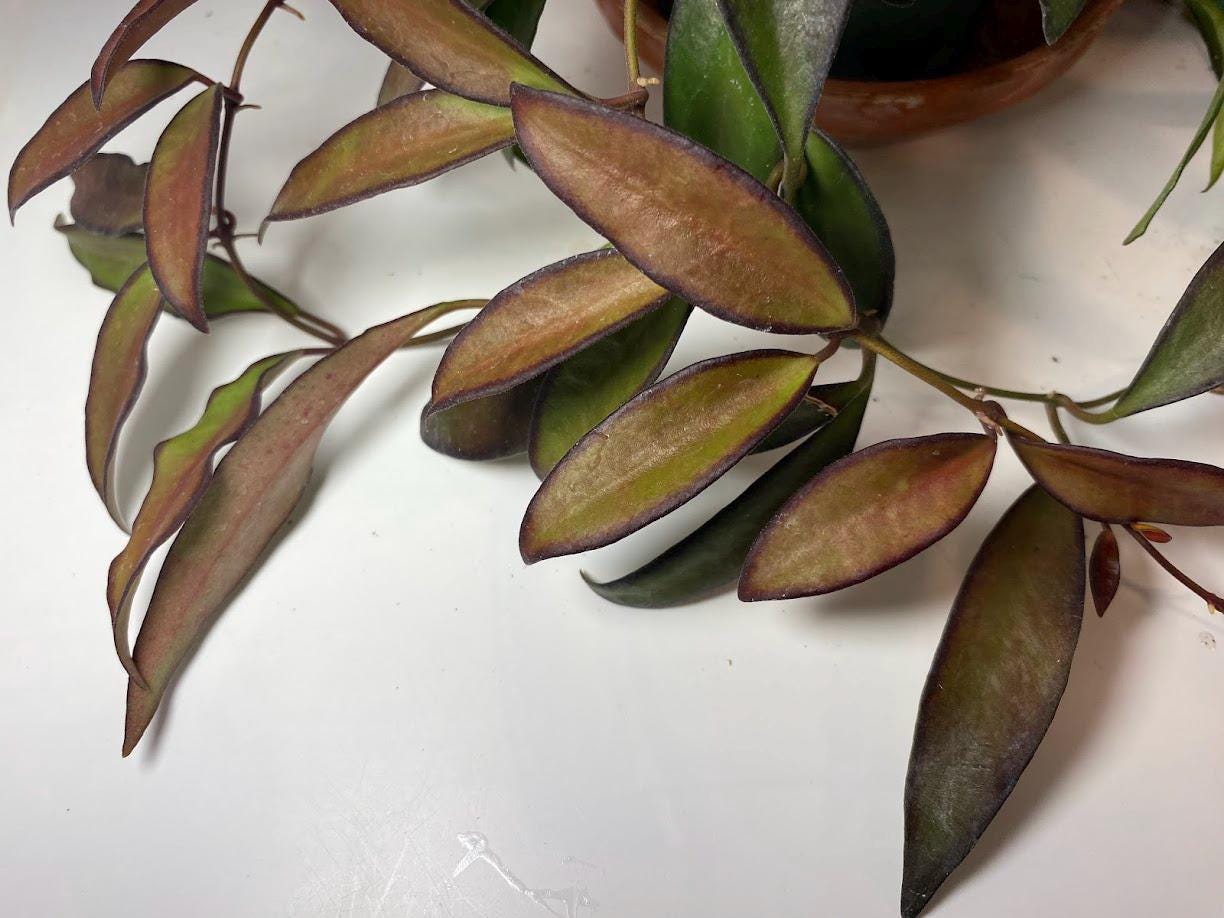 Hoya Rosita Adrift Easy Care Vining Plant I Ready to Display Luxurious Trailing Foliage