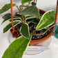 Hoya Krimson Queen Plant with FREE hanger | Variegated Foliage | Last One