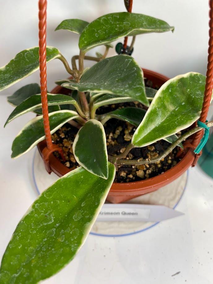 Hoya Krimson Queen Plant with FREE hanger | Variegated Foliage | Last One