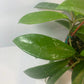 Hoya Pubicalyx Splash Indoor Plant With Free Hanger Silver Speckled Leaves 20 Percent Off