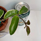 Hoya Krimson Queen Plant with FREE hanger | Variegated Foliage | Last One