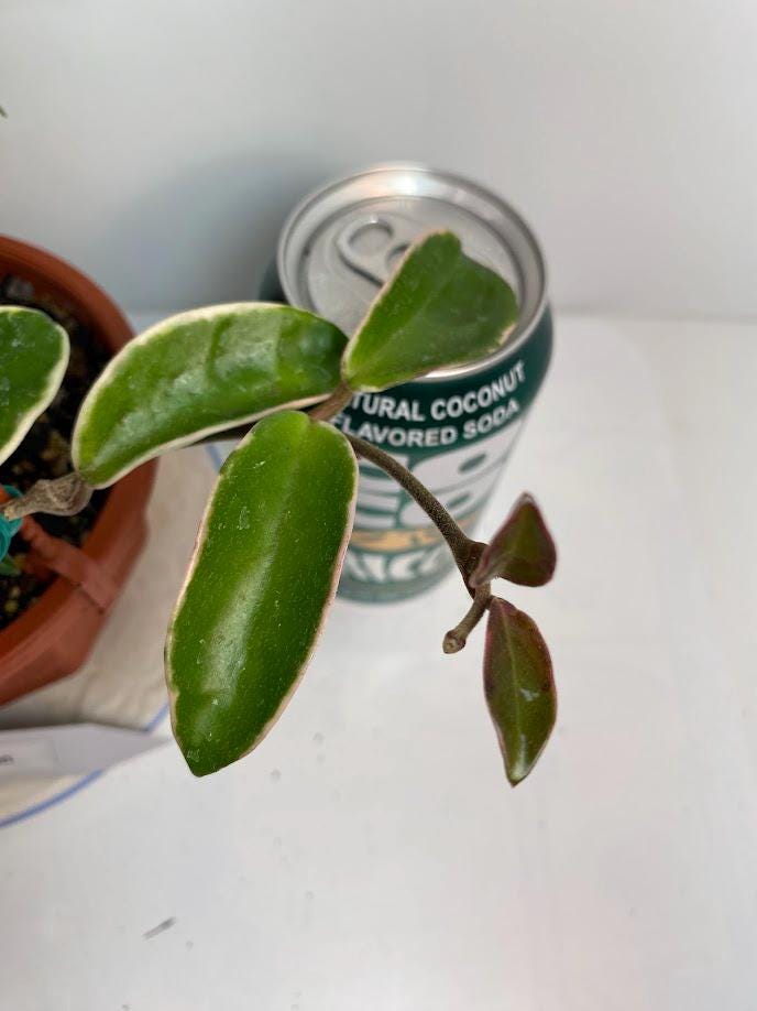 Hoya Krimson Queen Plant with FREE hanger | Variegated Foliage | Last One