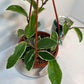 Hoya Krimson Queen Plant with FREE hanger | Variegated Foliage | Last One